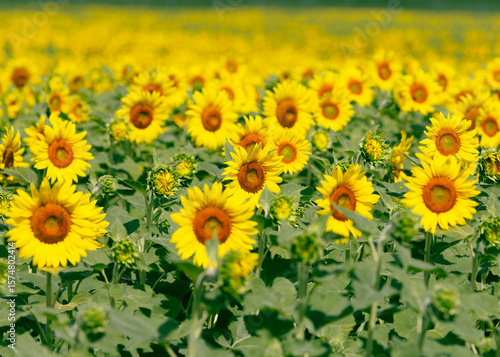 bright full bloom sunflower standing tall in a sunlit field