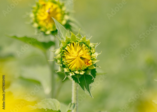 bright sunflower in bloom during flowering phase