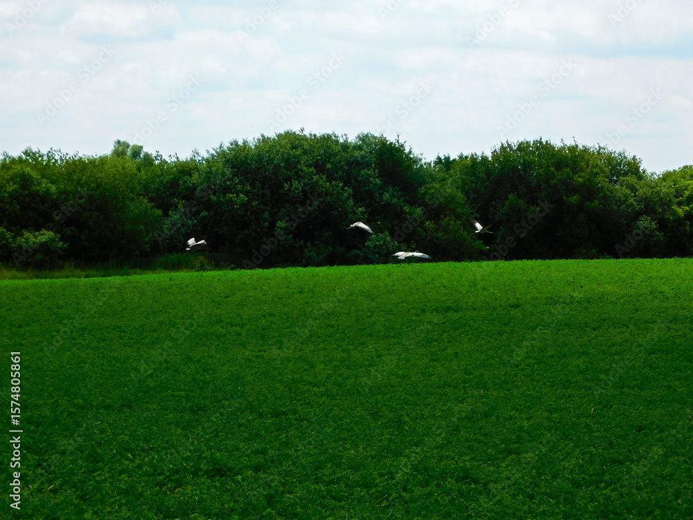 Naklejka premium Graue Kraniche im Sommer in Mecklenburg