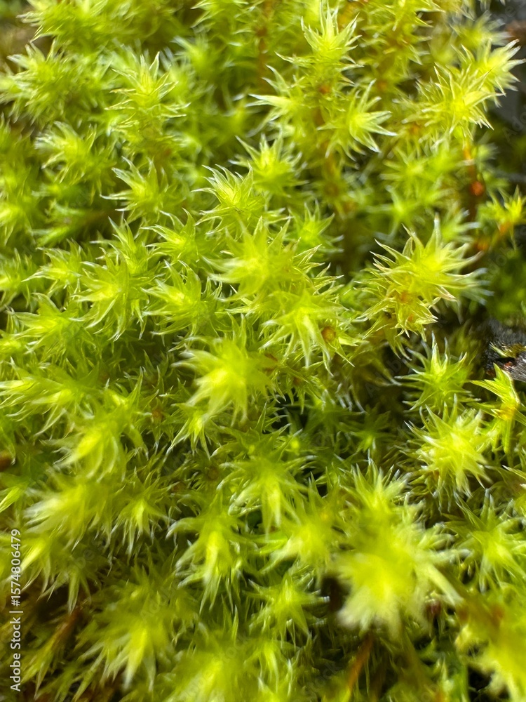 Natural macro moss texture background Natural macro moss texture background