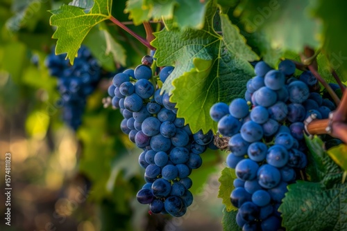 Wallpaper Mural Bunches of ripe purple grapes growing on a vine, ready for harvest Torontodigital.ca