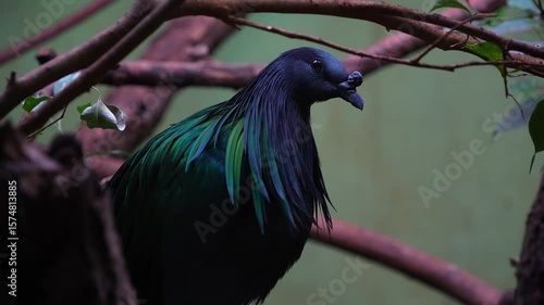 Close view of a Nicobar pigeon standing on a shady tree and looking around