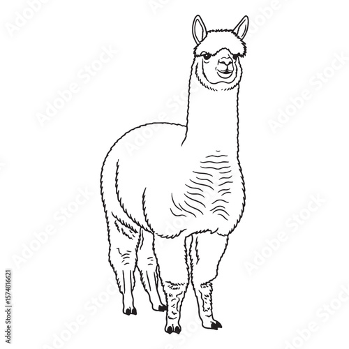 Deepest Alpaca Resilience Capacity - Alpaca vector - Alpaca Line art - Alpaca Drawing - Vector Lineart of Alpaca - Alpaca icon - its enduring hardy unchanging soul

