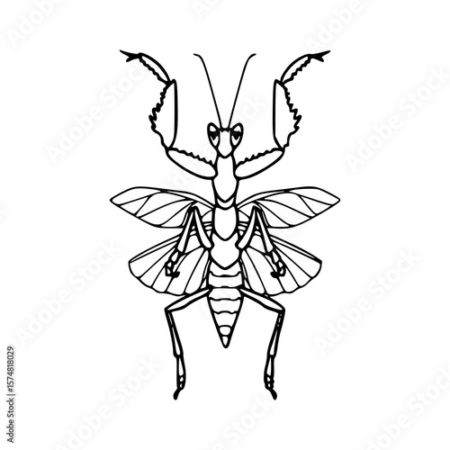 nature's predator: mantis outline