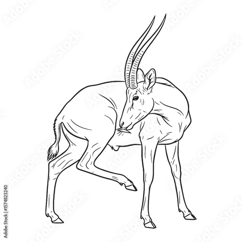 Distinctive Antelope Horn Feature Mark - Antelope vector - Antelope Line art - Antelope Drawing - Vector Lineart of Antelope - Antelope illustration - its unique prominent physical attribute

