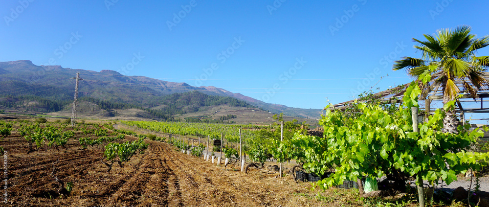 Fototapeta premium View of a vineyard at summer located on mountains slopes near Vilaflor village,Tenerife, Canary Islands, Spain. 