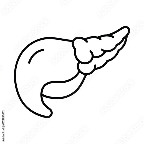 hand drawn vector illustration of pancreas