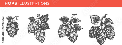Set illustrations of hops isolated on transparent background. Vector graphics