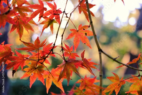 京都、京都御苑、紅葉、黃葉、大銀杏、木、日本庭園、秋、青空、光、絶景、写真素材