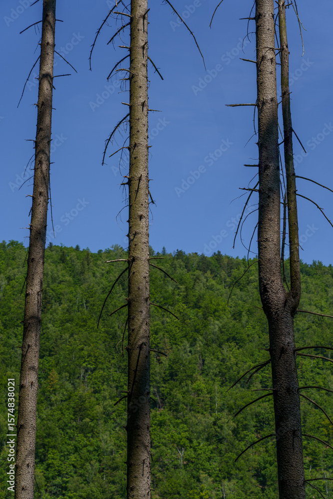 Fototapeta premium Vertical view of solitary dying trees on a mountain ridge
