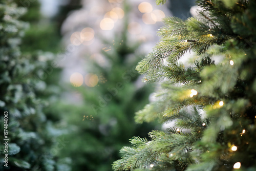 close up of evergreen trees in Christmas market