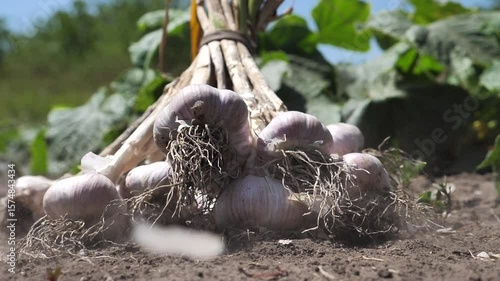 Garlic. freshly picked garlic in my garden falls to the ground. harvesting. Vitamins from nature. Growing and harvesting garlic