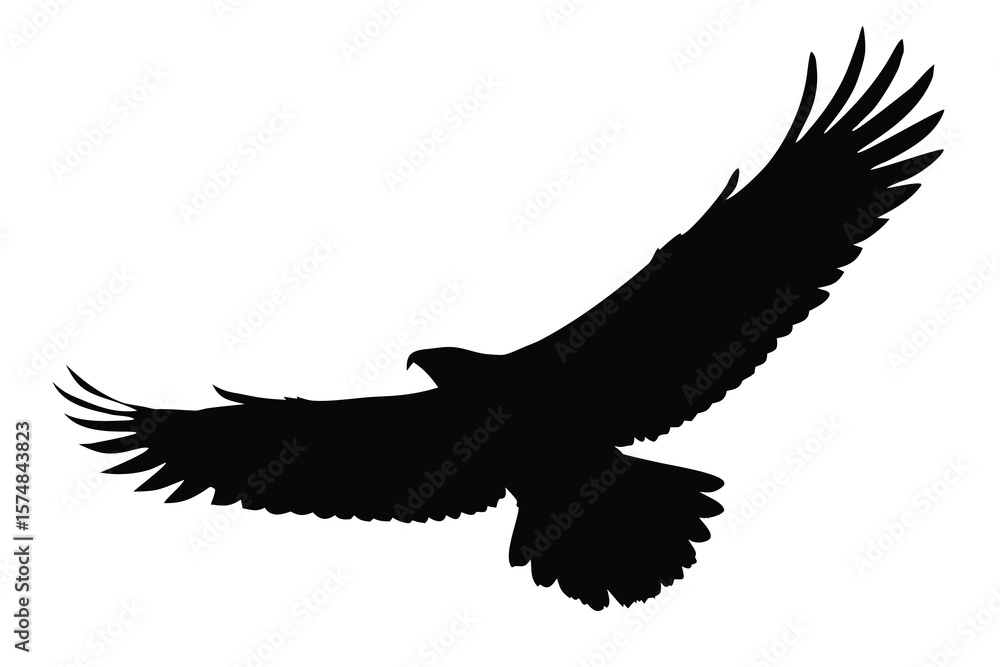 Obraz premium eagle on white background