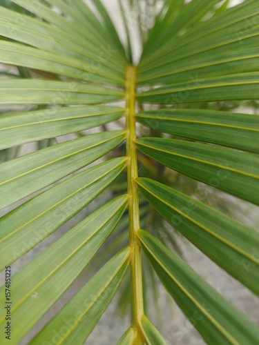 Closeup tropical palm leaf with natural green stripes texture, perfect for eco backgrounds, nature themes, and exotic garden design visuals