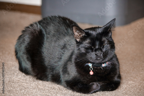 Cuadro en lienzo Sleeping Black Cat With Collar Resting on Carpeted Floor, Cozy Indoor Pet Portra