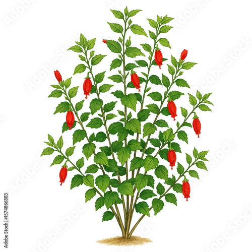 Red Turk's Cap Texas Native Plants