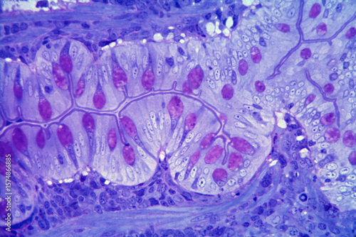 Goblet cells. Intestinal epithelium