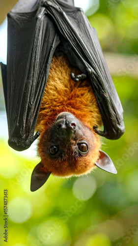 Obraz na płótnie Suspended in nature, a captivating fruit bat displays its unique physiology with