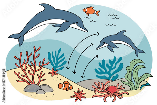 Vibrant ocean ecosystem illustration featuring dolphins and marine life in a food chain