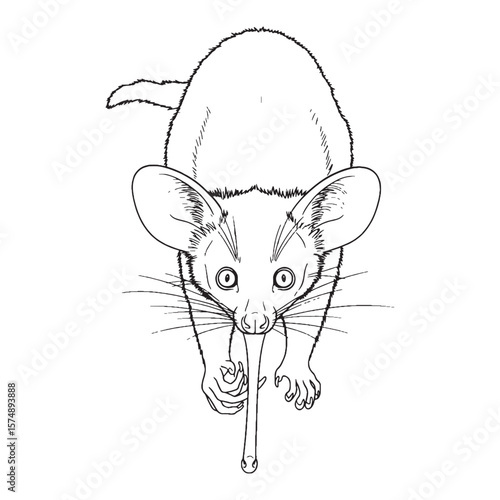 Large Eyed - Aye-Aye Drawing - Aye-Aye vector - Aye-Aye Line art - Aye-Aye icon - orb visage