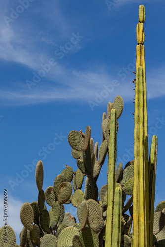 Cactus y nopales