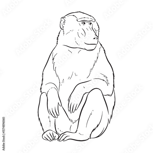 Deepest Baboon Resilience Capacity - Baboon vector - Baboon Line art - Baboon Drawing - Vector Lineart of Baboon - Baboon icon - its enduring hardy unchanging soul

