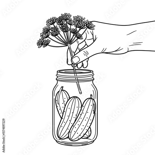 Hand placing herbs into a jar of pickled cucumbers illustrating food preservation and flavor enhancement in a detailed line art style
