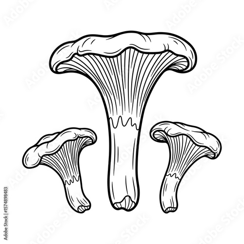 Three detailed illustrations of chanterelle mushrooms in black and white