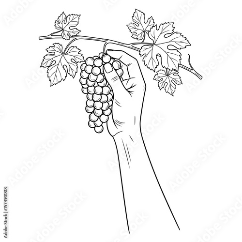 Hand holding grape vine with bunch of grapes in black and white