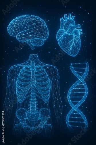 Digital representations of human anatomy in a glowing blue network. Illustrates complex biological systems with modern technology.