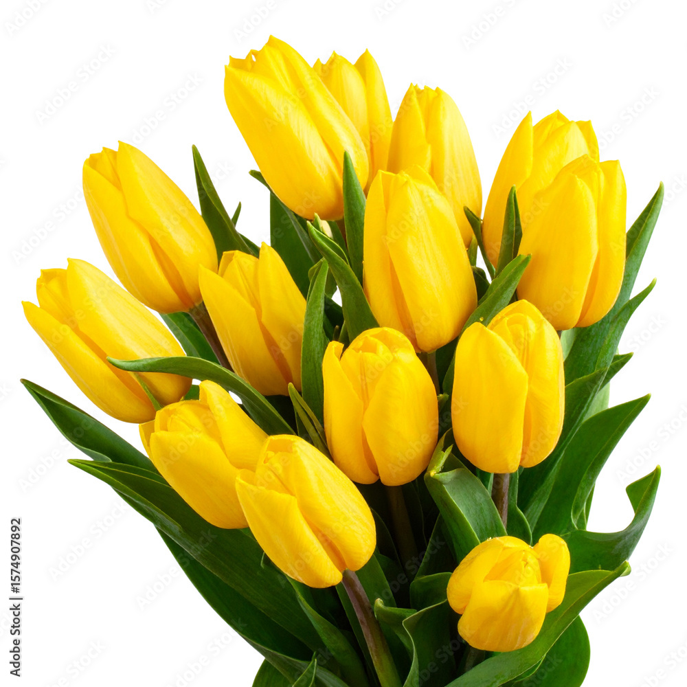 Fototapeta premium Bright Yellow Tulip Bouquet with Fresh Green Leaves, Isolated on Transparent Background