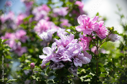 Rose of Sharon