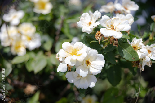 Yellow Flowers