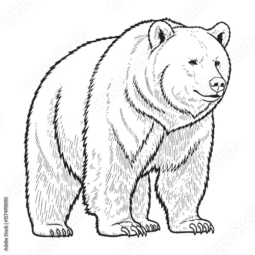 Solid Bear Massive Form Representation - Bear vector - Bear Line art - Bear Drawing - Vector Lineart of Bear - Bear icon - its commanding majestic imposing shape

