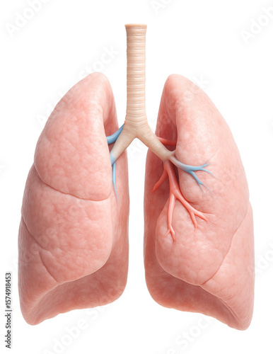 Porcine lungs with pale pink hue and spongy texture