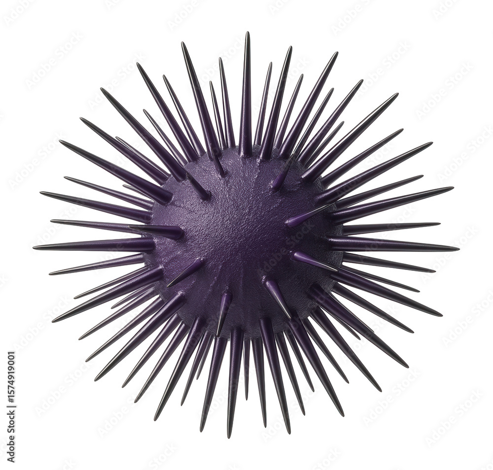 Obraz premium Purple sea urchin with long, slender spines and spherical body