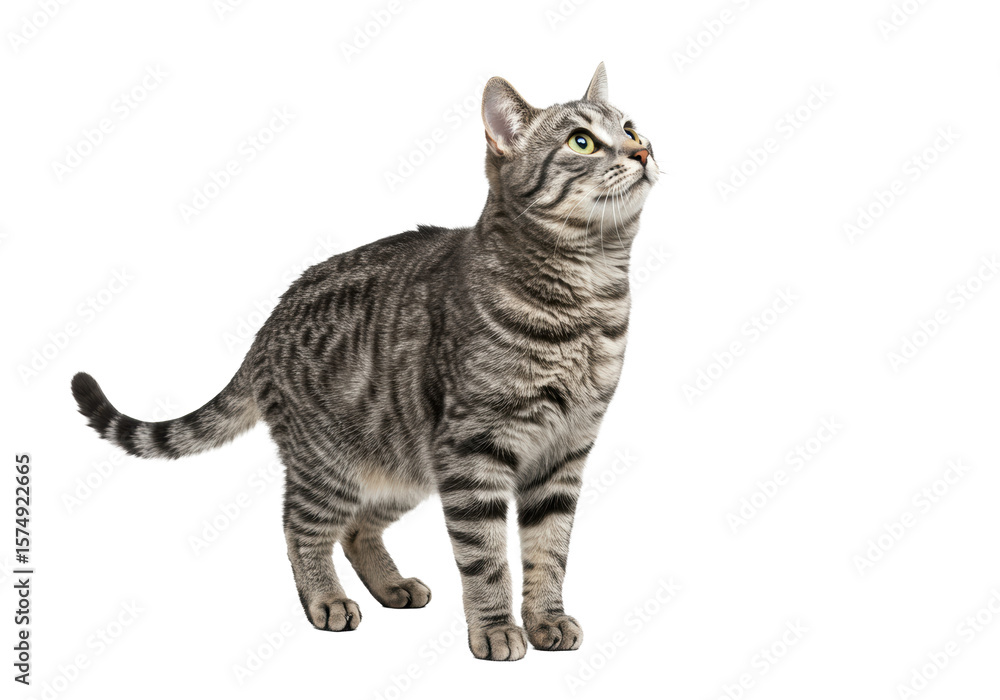 Obraz premium Adult grey mackerel tabby cat with sleek fur and alert amber eyes, standing poised on a transparent isolated background, high angle studio shot, no shadows, curious expression. Concept for pet
