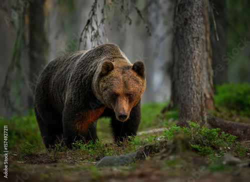 Fototapeta Naklejka Na Ścianę i Meble -  Wild brown bear ( Ursus arctos )