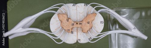 Spinal Cord Model With Spinal Nerves