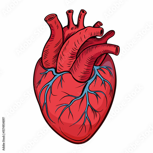 Wallpaper Mural human heart vector Torontodigital.ca