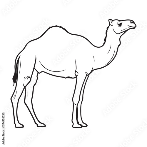Depicting Camel Anatomy - Camel vector - Camel Line art - Camel Drawing - Vector Lineart of Camel - Camel icon - sturdy build

