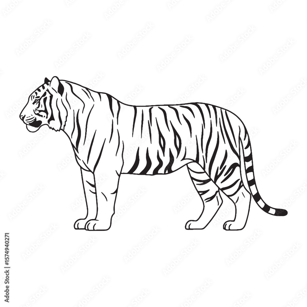 Obraz premium Wild Feline Spirit - Tiger vector - Tiger Line art - Tiger Drawing - Vector Lineart of Tiger - Tiger icon - truly part of pure wildlife