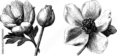 Vintage engraved anemone flower illustration for botanical designs