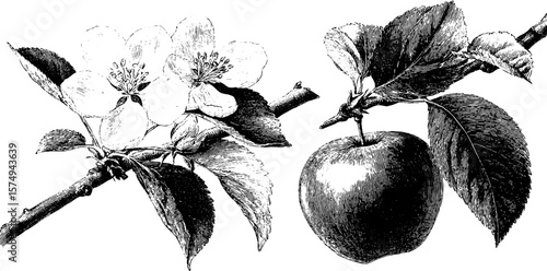 Engraved apple tree branch with blossoms and fruit for botanical art