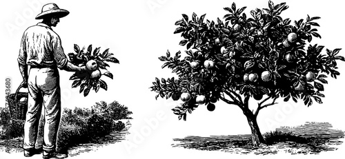 Vintage apple tree illustrations set for botanical designs and art projects