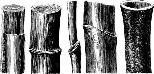 Engraved bamboo stalk segments collection for design purposes