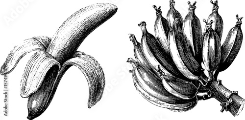 Vintage engraving of banana stalk and bunch for botanical prints and design