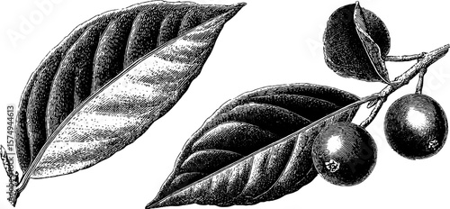 Botanical art of bay laurel leaves and berries: engraved organic design for decor