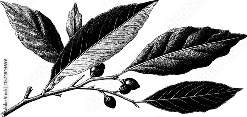 Detailed bay laurel leaf engraving with halftone and grunge elements for botanical design