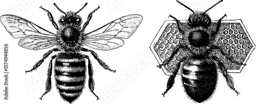 Intricate engraved bee illustration set with wings and honeycomb for nature design